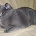 British Shorthair 1