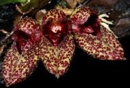 Bulbophyllum sp