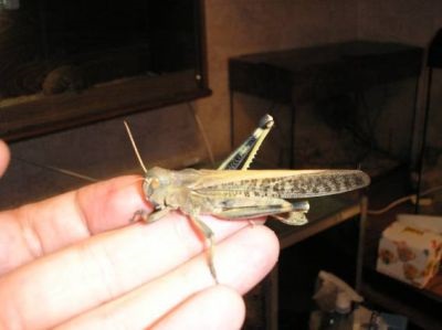 Locusta (migratoria locusta, schistocerca gregaria)