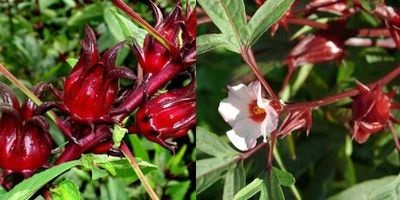 Proprietăți de ceai Karkade și utilizarea lor, flori-blog