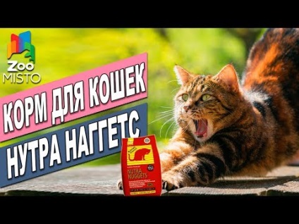 Ce să alimentați Maine Coon pentru creșterea în greutate - nutriție adecvată