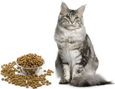 Ce să alimentați Maine Coon pentru creșterea în greutate - nutriție adecvată