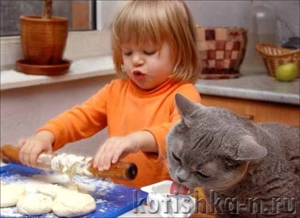 Ce puteți hrăni cu pisica pentru a diversifica meniul pisicilor