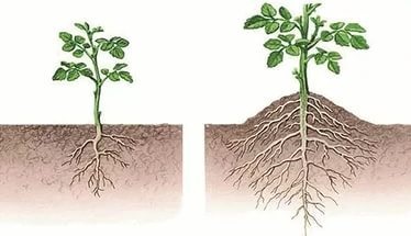 Mai degrabă pentru a provoca la varză creștere a creșterii sistemului de rădăcină