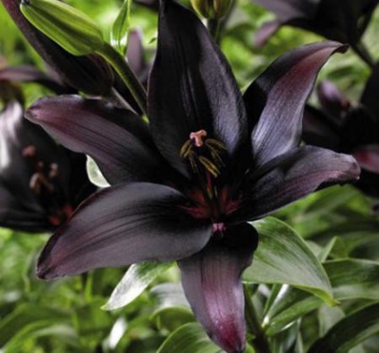 Fekete Liliom vannak a természetben Tacca Chantrieri leírás, fotók
