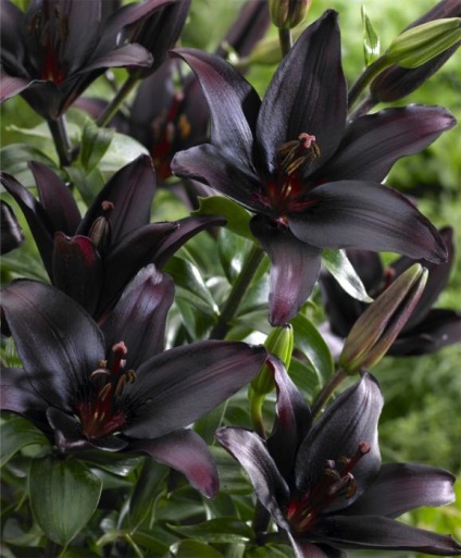 Fekete Liliom vannak a természetben Tacca Chantrieri leírás, fotók