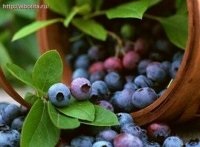 Blueberry împotriva miopiei