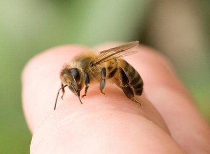 Ce ar trebui să fac dacă aș fi mușcat de o viespe decât de o mamă cu o insectă, o vânătoare lovită în picioare, braț, gât, buză,