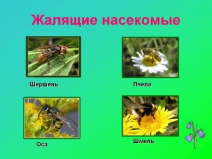 Ce ar trebui să fac dacă aș fi mușcat de o viespe decât de o mamă cu o insectă, o vânătoare lovită în picioare, braț, gât, buză,