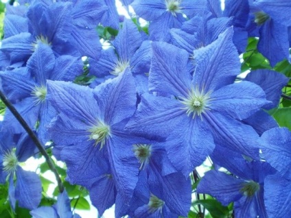 virágok kék