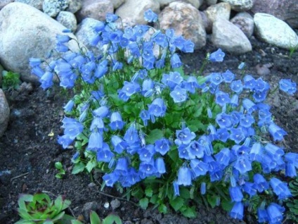 virágok kék
