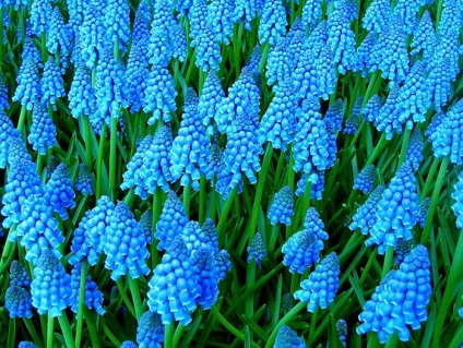 Florile albastre