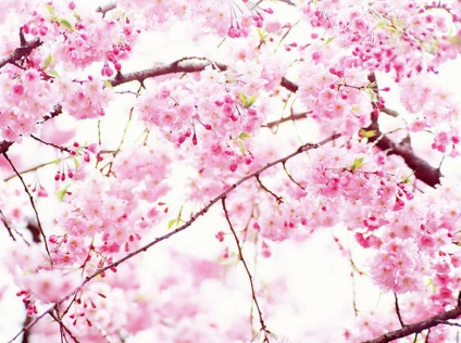 Virágok a fák, gyönyörű képek és fotók virágzó fák