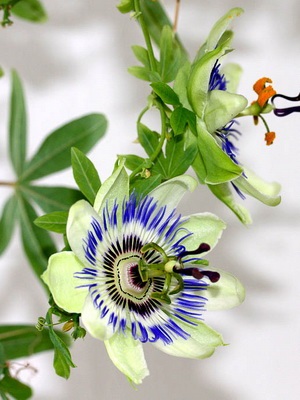 Flower Passionflower (passionflower) îngrijire și creștere la domiciliu, fotografie și descriere a camerei