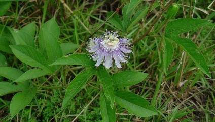 Flower Passionflower (passionflower) îngrijire și creștere la domiciliu, fotografie și descriere a camerei