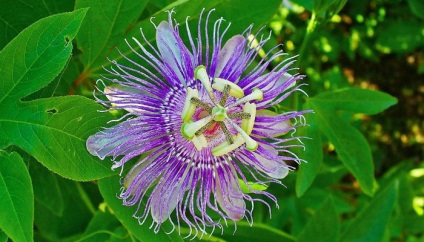 Flower Passionflower (passionflower) îngrijire și creștere la domiciliu, fotografie și descriere a camerei