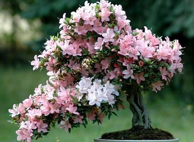 Virág Rhododendron (azálea) mérgező vagy sem
