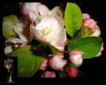 Blossoming măr-arbori