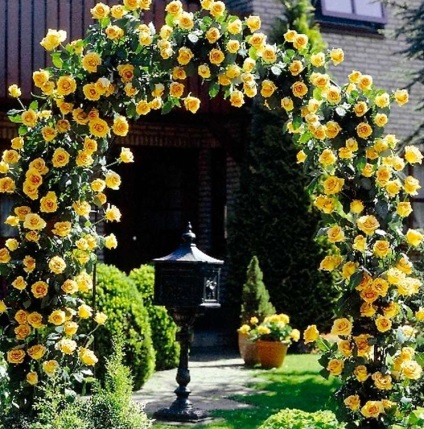 Decorative de trandafir dantelă - cultivarea și îngrijirea, blogul grădinarului