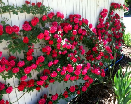 Dekoratív rózsa hegymászó - termesztés és karbantartás, kertész blog