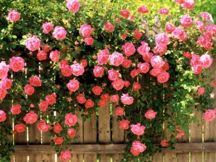 Dekoratív rózsa hegymászó - termesztés és karbantartás, kertész blog