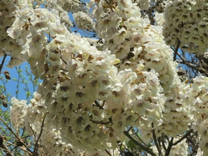 Arbore de descriere paulownia, fotografie, plantare și îngrijire, reproducere