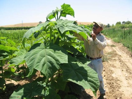 Arbore de descriere paulownia, fotografie, plantare și îngrijire, reproducere