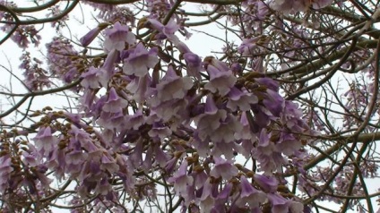 Arbore de descriere paulownia, fotografie, plantare și îngrijire, reproducere