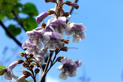 Arbore de descriere paulownia, fotografie, plantare și îngrijire, reproducere