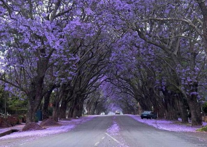 Arbore de descriere paulownia, fotografie, plantare și îngrijire, reproducere