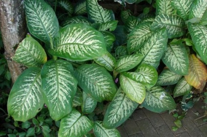 Dieffenbachia - floarea celibatului este așa