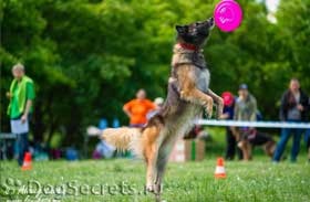 Dog Frisbee în Rusia