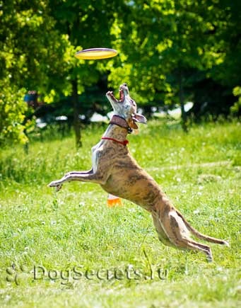 Dog Frisbee în Rusia