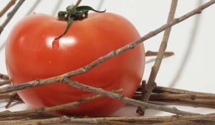 Élesztő Phytophthora, vendégház