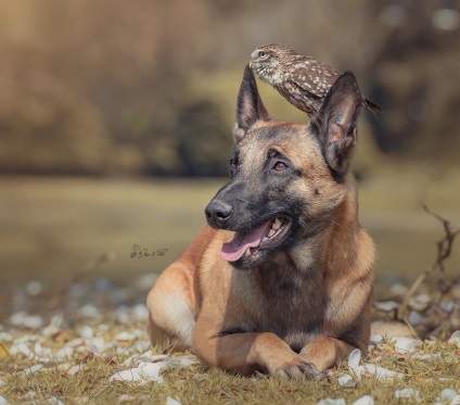 Câini de prietenie și un suven - cei mai buni fotoniști