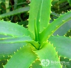 Extract de Aloe - indicații, metode de aplicare