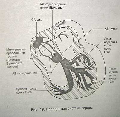 Electrocardiografia - site-ul ambulanței neoficiale al orașului Ekaterinburg