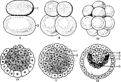 Embriogeneza, kineziolog