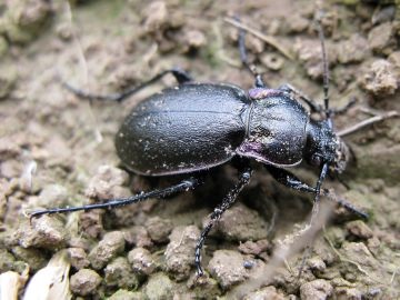 Entomofagele sau dușmanii naturali ai insectelor sunt ajutători utili în lupta pentru sănătatea plantelor