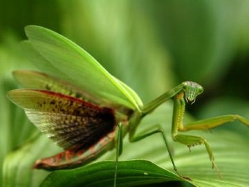 Entomofagele sau dușmanii naturali ai insectelor sunt ajutători utili în lupta pentru sănătatea plantelor