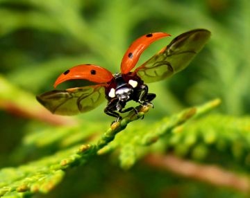 Entomofagele sau dușmanii naturali ai insectelor sunt ajutători utili în lupta pentru sănătatea plantelor