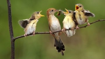 Entomofagele sau dușmanii naturali ai insectelor sunt ajutători utili în lupta pentru sănătatea plantelor