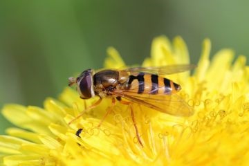 Entomofagele sau dușmanii naturali ai insectelor sunt ajutători utili în lupta pentru sănătatea plantelor