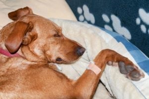 Epilepszia kutyáknál okoz, a kezelés, és hogyan lehet megállítani a támadást