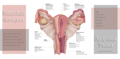 Eroziunea cervicală - rodibio