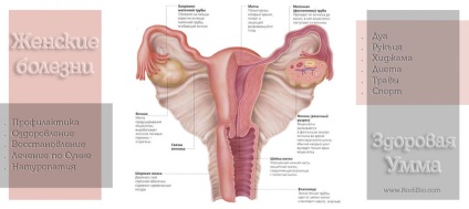 Eroziunea cervicală - rodibio