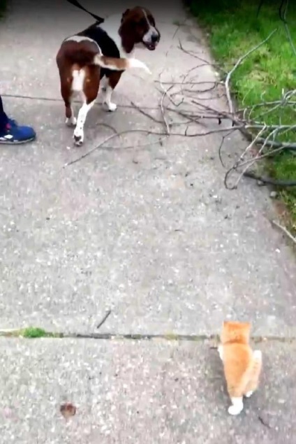 Acest copil a prins câinele și a mers cu ei acasă
