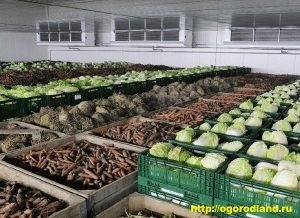 Factorii care afectează depozitarea legumelor