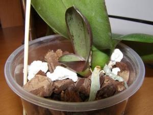 Copiii Phalaenopsis (phalaenopsis) - arhiva secțiunii orhidee - forum pe