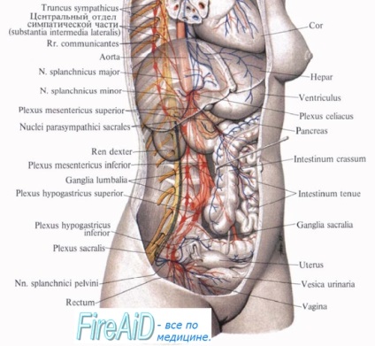 Fascia și spațiile celulare ale corpului